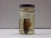 藏品(三斑石斑魚)的圖片